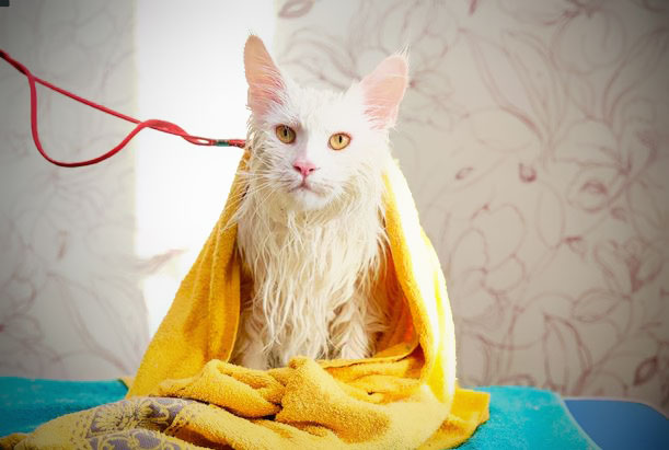 Laver un Maine Coon : séchage en douceur d’un Maine Coon blanc après le bain