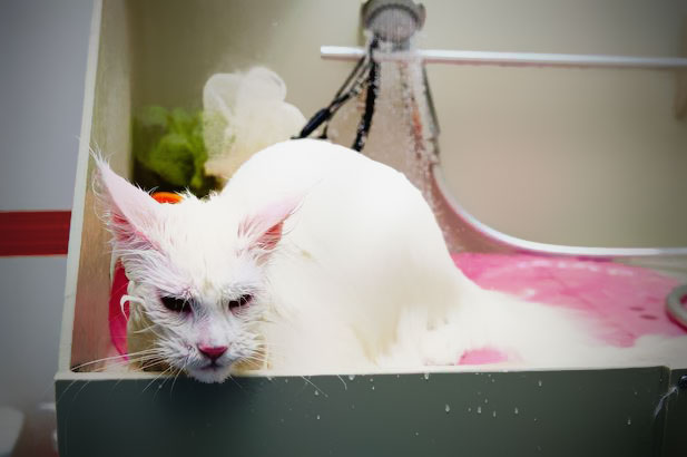 Maine Coon blanc sous la douche pendant son bain