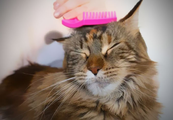 Brosser correctement un Maine Coon pour entretenir son pelage mi-long et éviter les nœuds