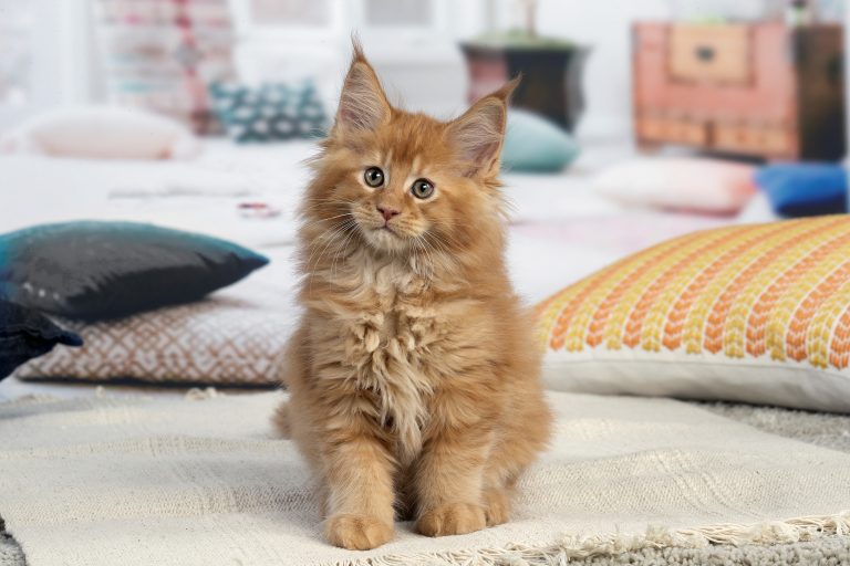 Chaton Maine Coon découvrant sa nouvelle maison