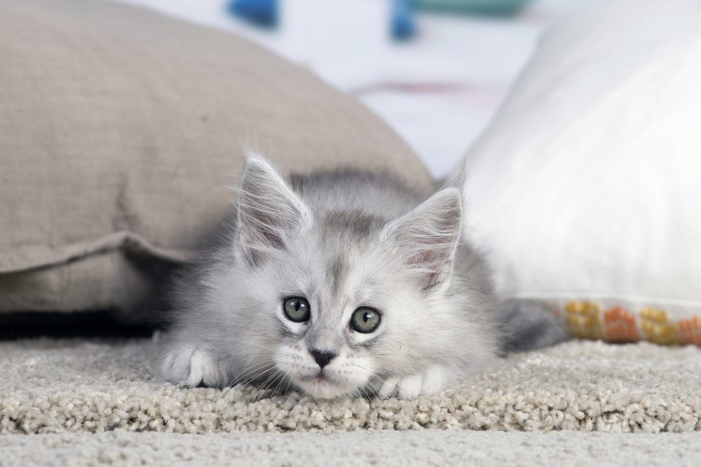 Arrivée d’un chaton Maine Coon : chaton blue silver shaded de l’élevage Maycoonfolie’s & Maine’s Fairies