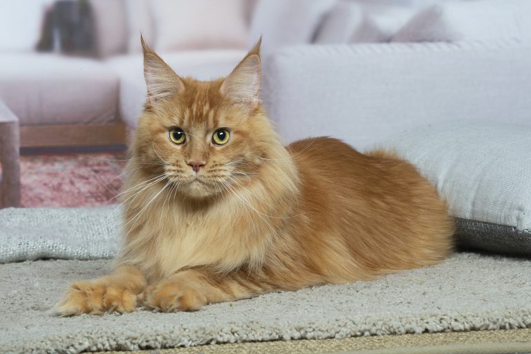 Femelle Maine Coon rousse adulte de notre élevage LOOF à Paris