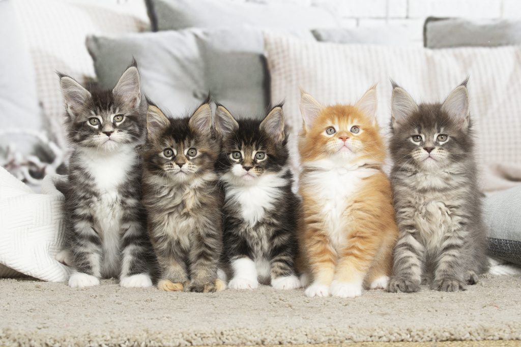 Chatons Maine Coon LOOF