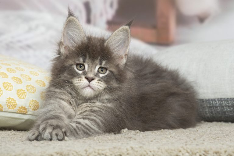 Maine Coon blue blotched tabby chaton - Maycoonfolie's Paris