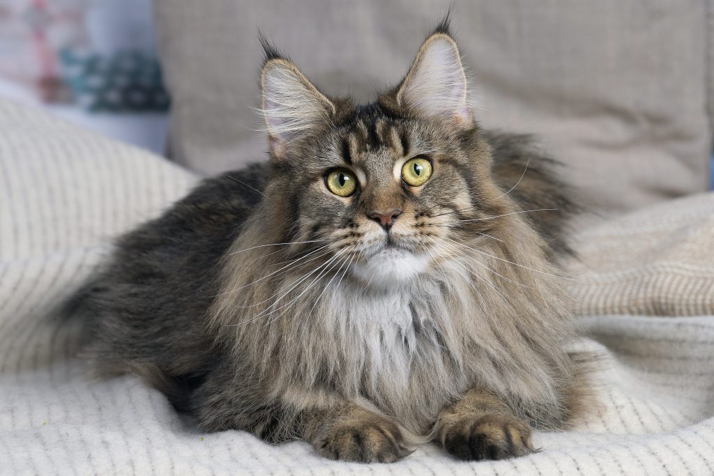 Photo d'une Maine Coon brown ticked tabby - Maycoonfolie's Paris