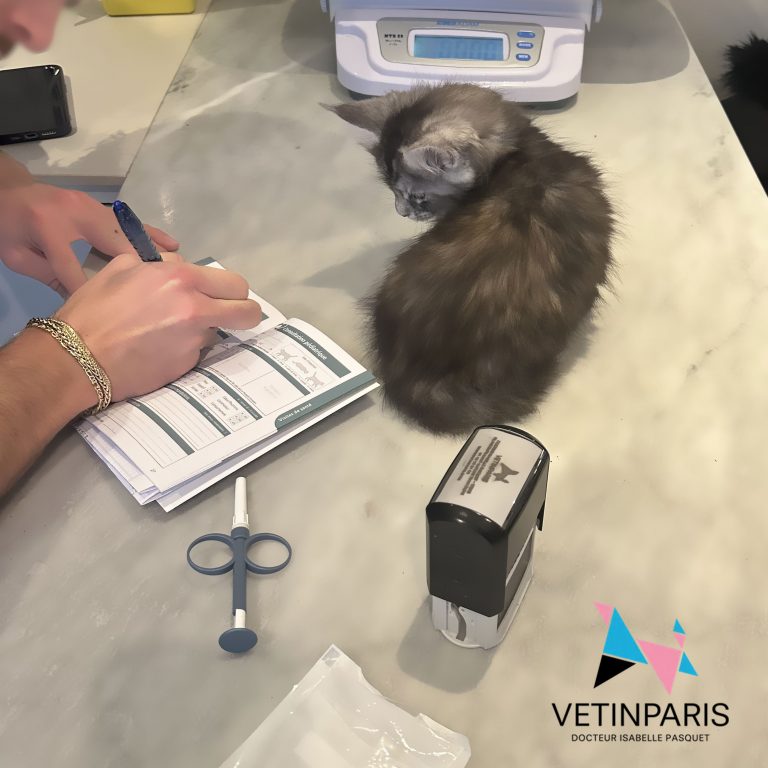 Photo d'un chaton sur la table d'exament - VETINPARIS Dv Isabelle Pasquet Paris