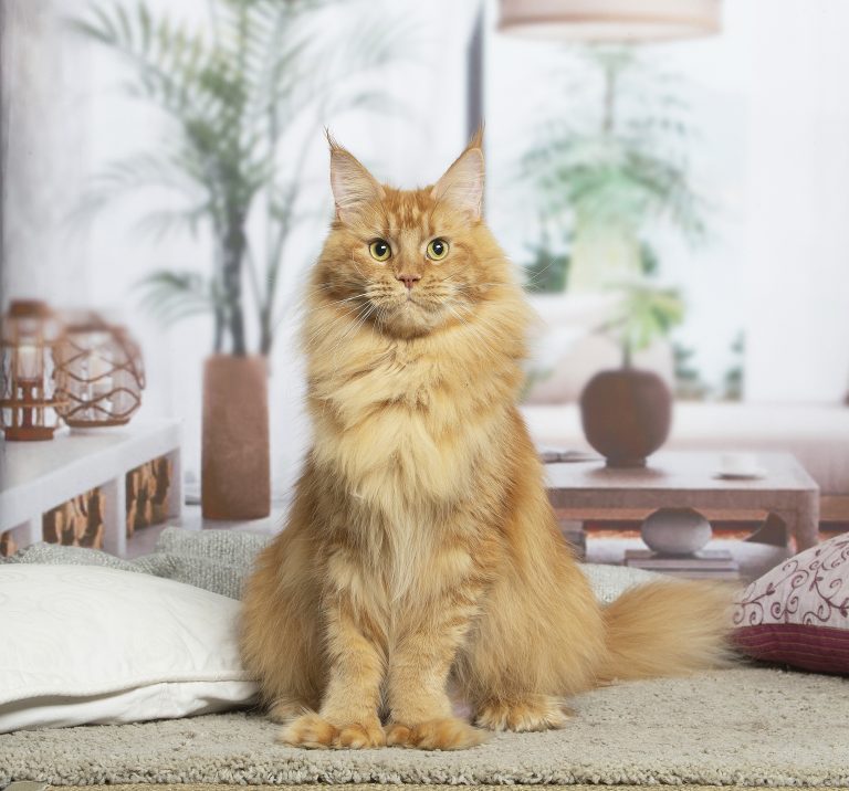 Maine Coon polydactyle rousse - chatte de race maine coon polydactyle rousse - Maycoonfolie's et Maine's Fairies Paris