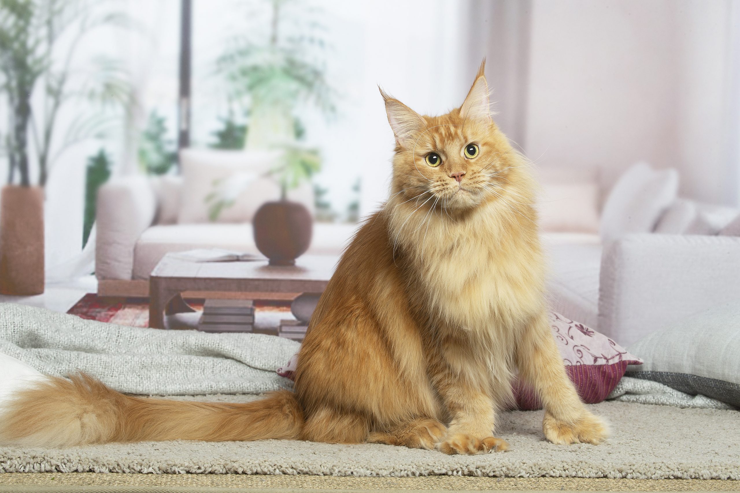 Maine Coon polydactyle rousse (red self) - Maycoonfolie's Paris