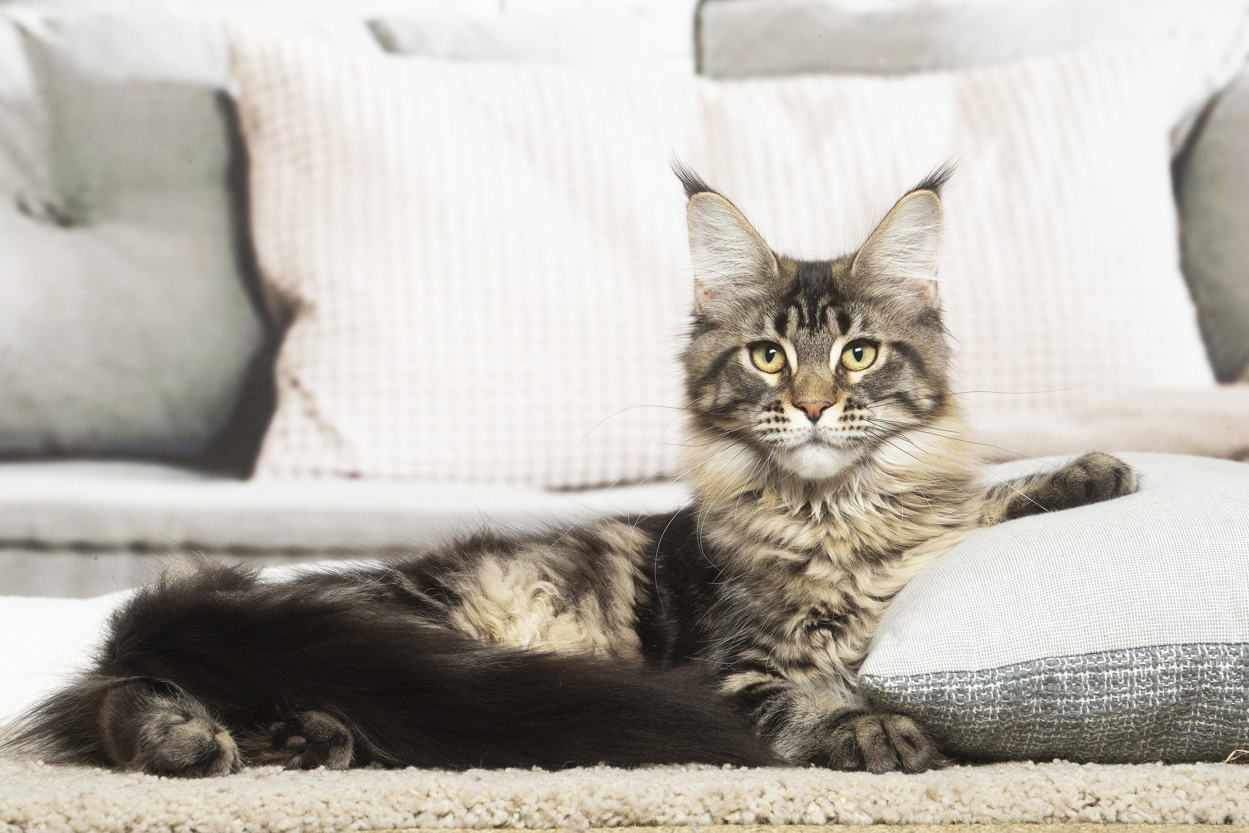 Maine Coon Brown Blotched Tabby - Maycoonfolie's Paris