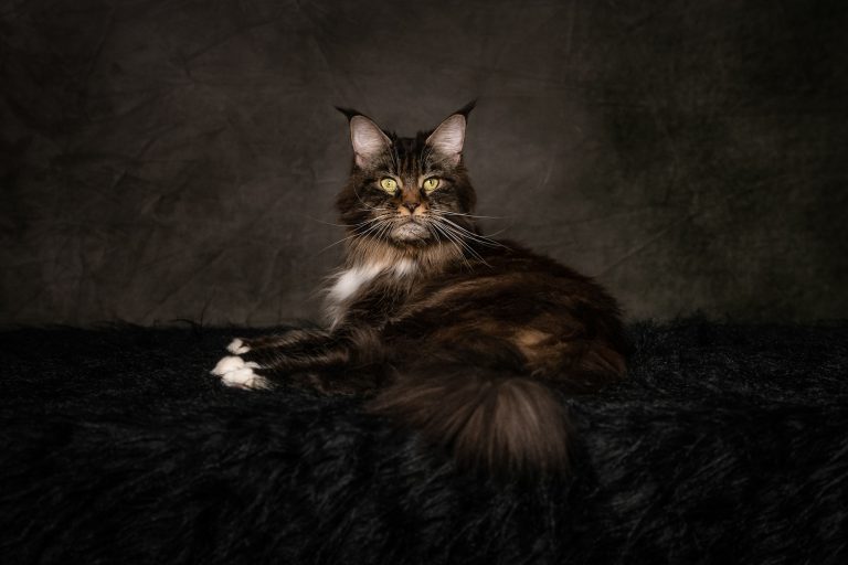FR* CH. Linette de Maycoonfolie’s, chatte Maine Coon LOOF brown blotched tabby et blanc, doyenne de notre élevage Maine Coon LOOF