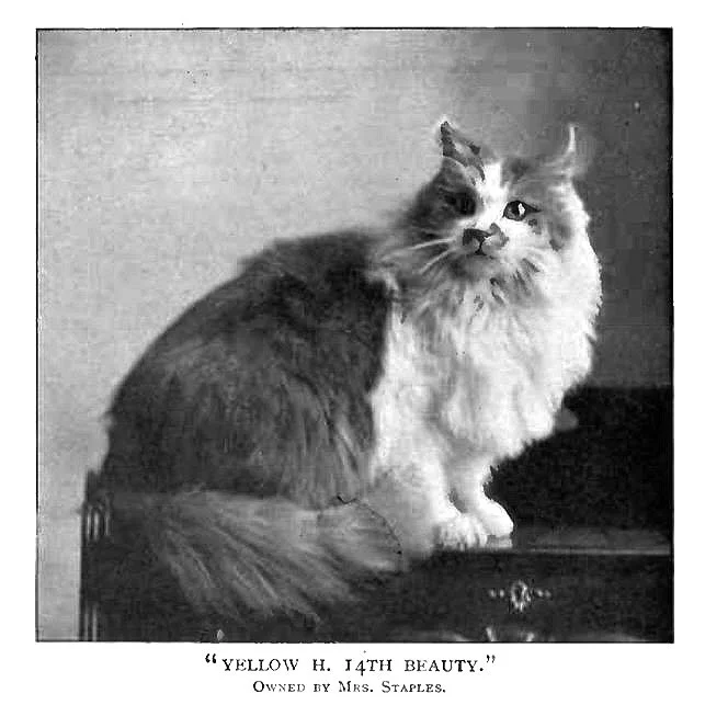 image d'archive de chat de race Maine Coon yelllow H. 14th beauty - Maycoonfolie's et Maine's Fairies Paris
