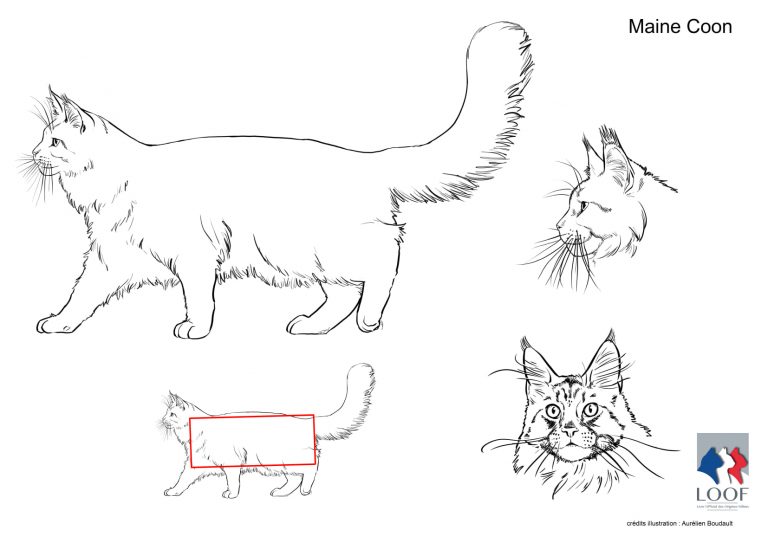 Illustration du standard LOOF du Maine Coon : silhouette, tête et proportions