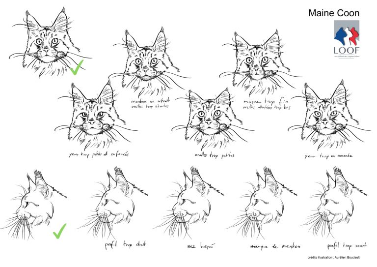 Illustration du standard LOOF du Maine Coon : têtes et profils conformes et non conformes