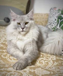 mâle reproducteur Maine Coon de la chatterie Maycoonfolie's à Paris, Chat Maine Coon Blue Silver Shaded - Maycoonfolie's Paris