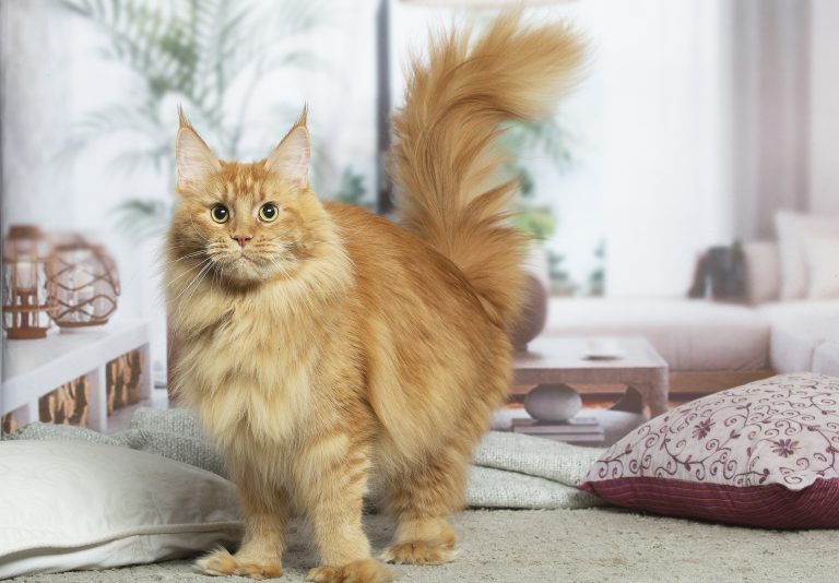 Femelle Maine Coon red self polydactyle adulte - Un chat aux grandes oreilles. chatte rousse maine coon polydactyle aux 4 pattes - Ruby Red PP de Maycoonfolie's