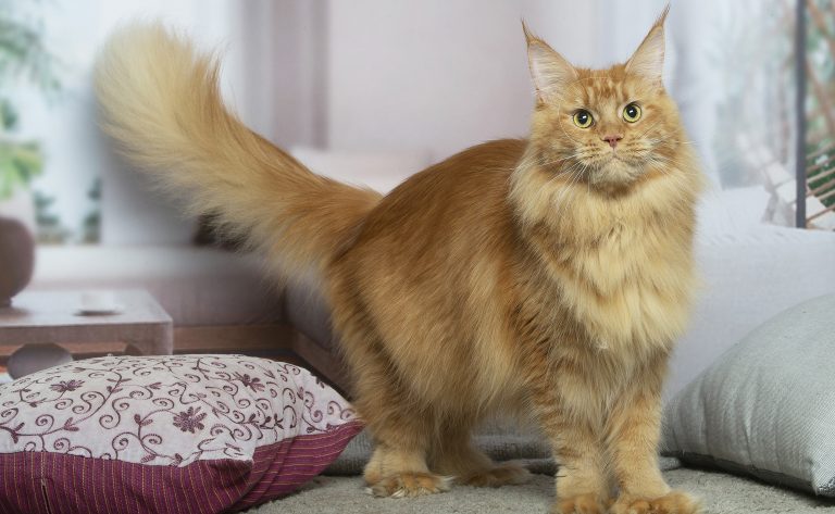 Portrait de Ruby, Maine Coon rousse issue de lignée sélectionnée - Un chat aux grandes oreilles. chatte rousse maine coon polydactyle aux 4 pattes - Ruby Red PP de Maycoonfolie's