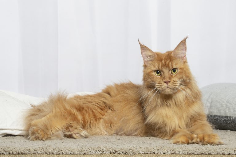 Chatte Maine Coon rousse en exposition TICA - Un chat aux grandes oreilles. chatte rousse maine coon polydactyle aux 4 pattes - Ruby Red PP de Maycoonfolie's