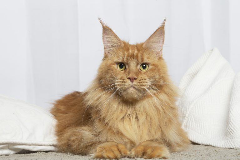 Un chat aux grandes oreilles. chatte rousse maine coon polydactyle aux 4 pattes - Ruby Red PP de Maycoonfolie's