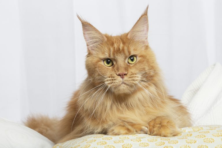 Un chat aux grandes oreilles. chatte rousse maine coon polydactyle aux 4 pattes - Ruby Red PP de Maycoonfolie's