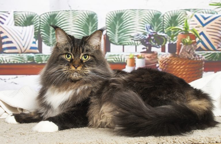 Maine Coon brown tabby & blanc au tempérament doux - Linette Maine Coon brown blotched tabby & white - Un chat majestueux sur un canapé. chatte de race Maine Coon brown blotched tabby and white - Linette de Maycoonfolie's