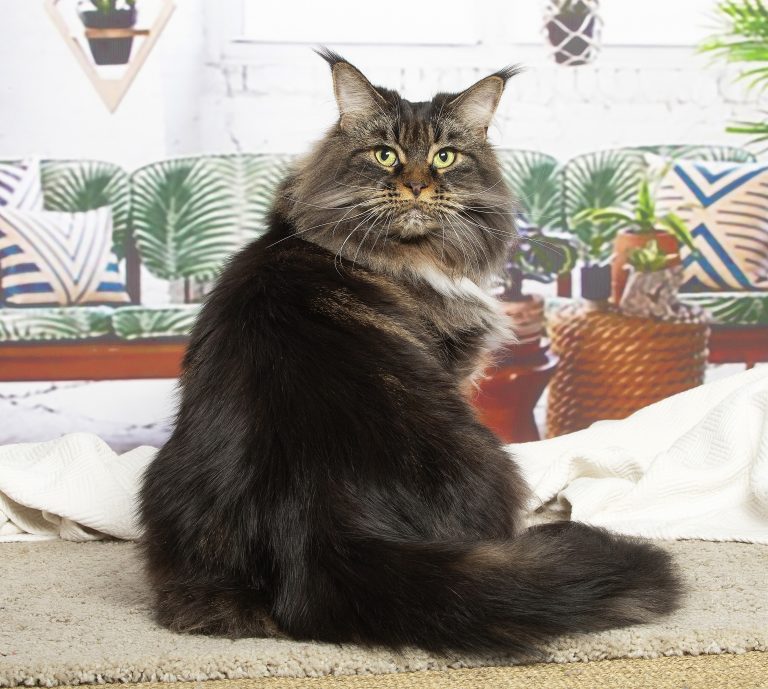 Chatte Maine Coon stérilisée en retraite à la chatterie - Linette Maine Coon brown blotched tabby & white - Un chat majestueux sur un canapé. chatte de race Maine Coon brown blotched tabby and white - Linette de Maycoonfolie's