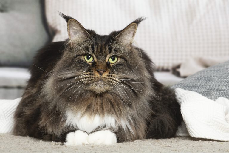 Linette Maine Coon brown blotched tabby & white - Un chat majestueux sur un canapé. chatte de race Maine Coon brown blotched tabby and white - Linette de Maycoonfolie's