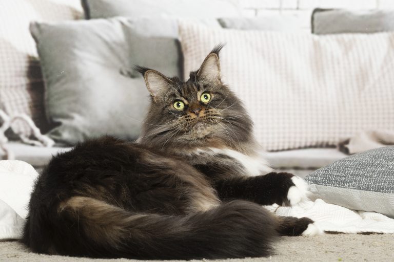 Linette Maine Coon brown blotched tabby & white - Un chat majestueux sur un canapé. chatte de race Maine Coon brown blotched tabby and white - Linette de Maycoonfolie's