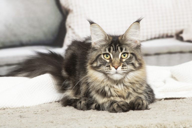 FR* Shiraz de Maycoonfolie’s, Maine Coon de notre chatterie de Maine Coon à Paris