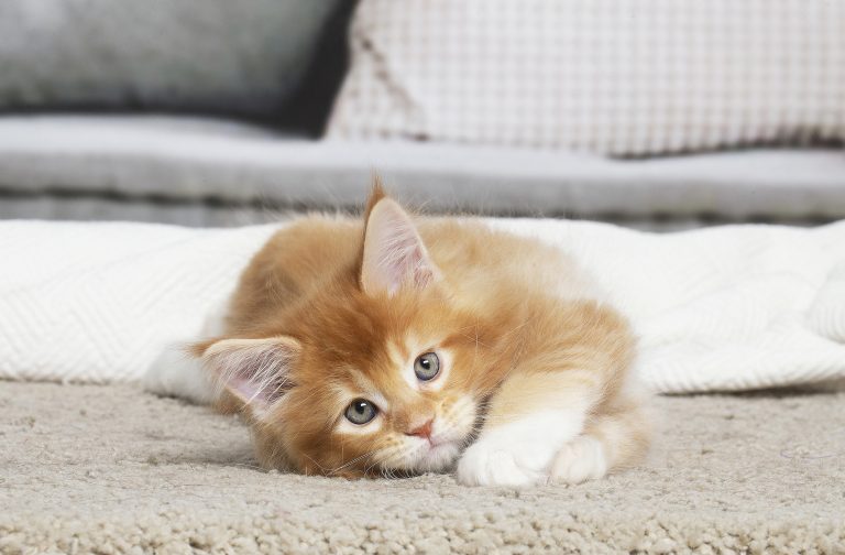 Chaton Maine Coon roux et blanc – contact de Maycoonfolie’s, éleveur de Maine Coon à Paris