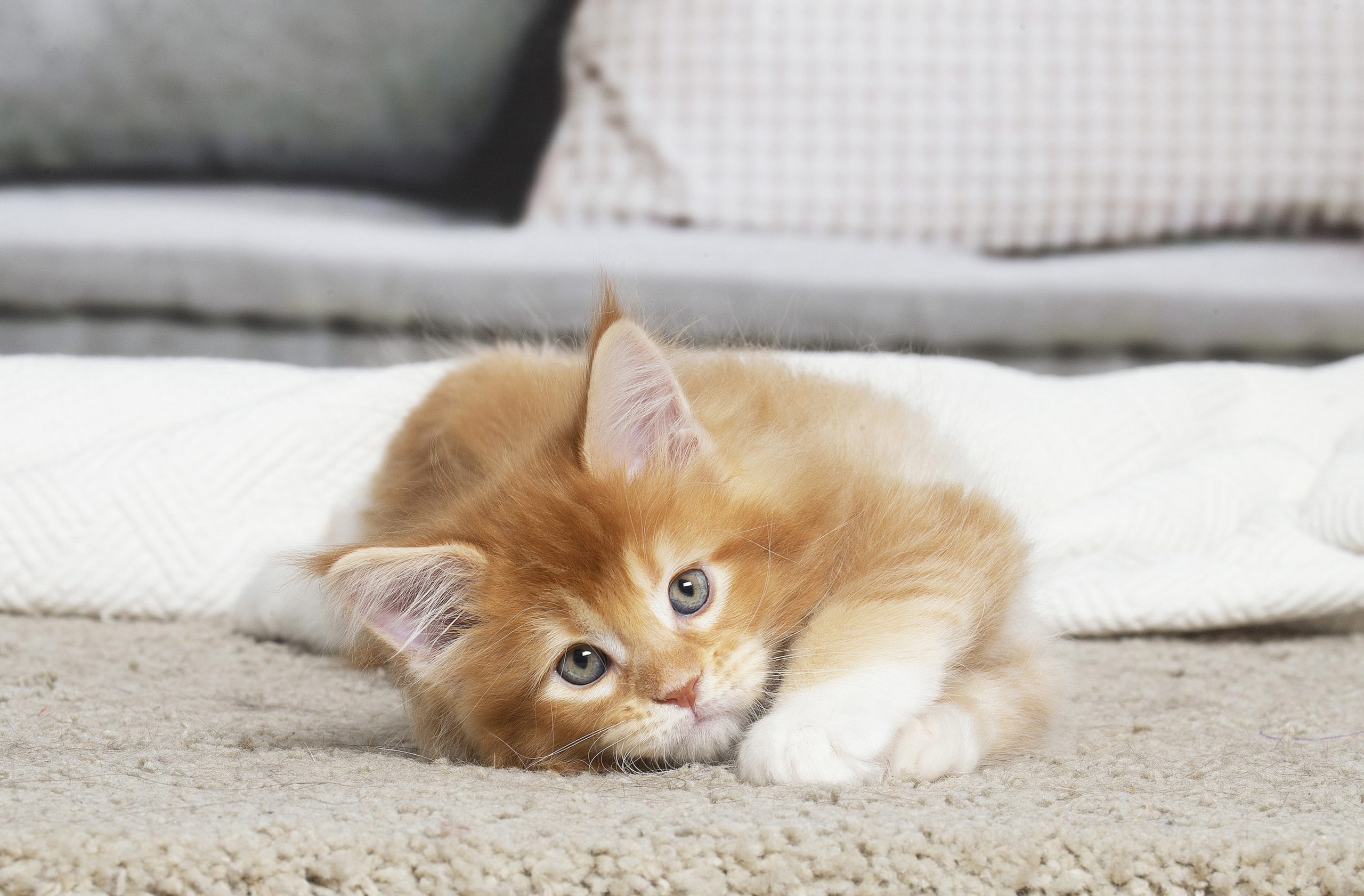 Chaton Maine Coon roux et blanc - Maycoonfolie's Paris