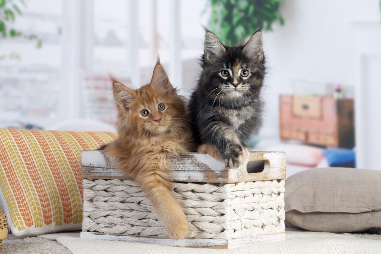 Deux chatons roux et brown dans un panier - Maycoonfolie's Paris