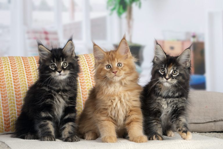 Trois chatons Maine Coon de notre élevage à Paris