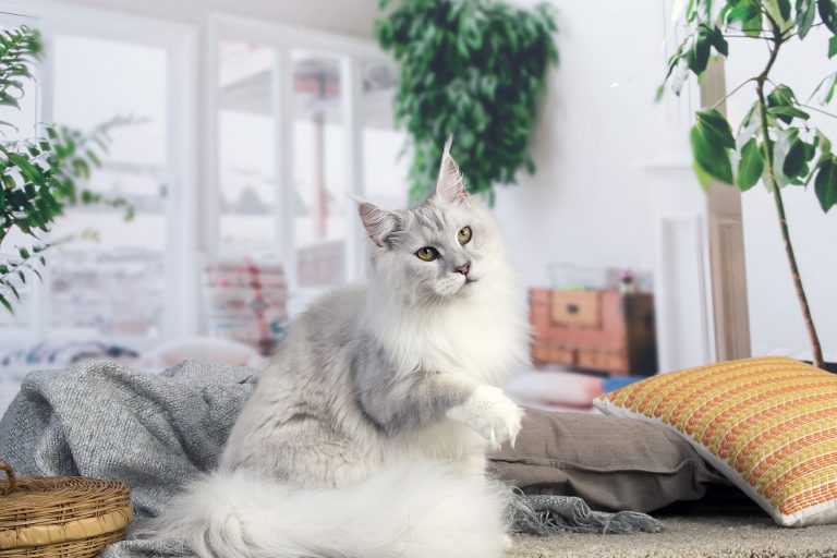 Un chat élégant sur un tapis. chatte blue silver shaded - Maycoonfolie's & Maine's Fairies Paris