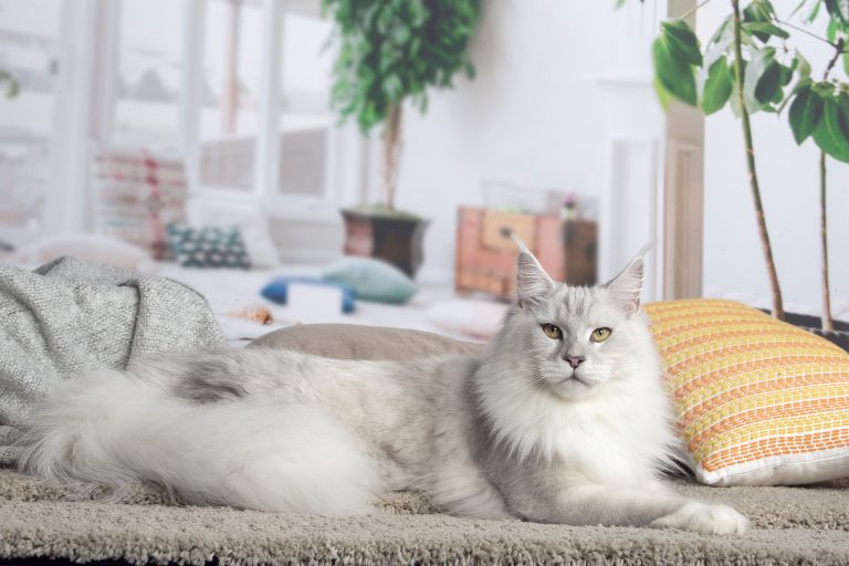Un chat élégant sur un tapis. chatte blue silver shaded - Maycoonfolie's & Maine's Fairies Paris