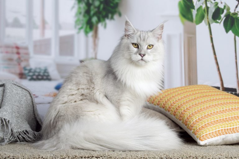 Un chat élégant sur un tapis. chatte blue silver shaded - Maycoonfolie's & Maine's Fairies Paris