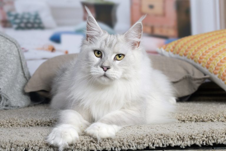 Un chat élégant sur un tapis. chatte blue silver shaded - Maycoonfolie's & Maine's Fairies Paris