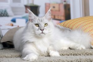 FR* U’Snowflake of Maine’s Fairies, femelle Maine Coon LOOF blue silver shaded et blanc