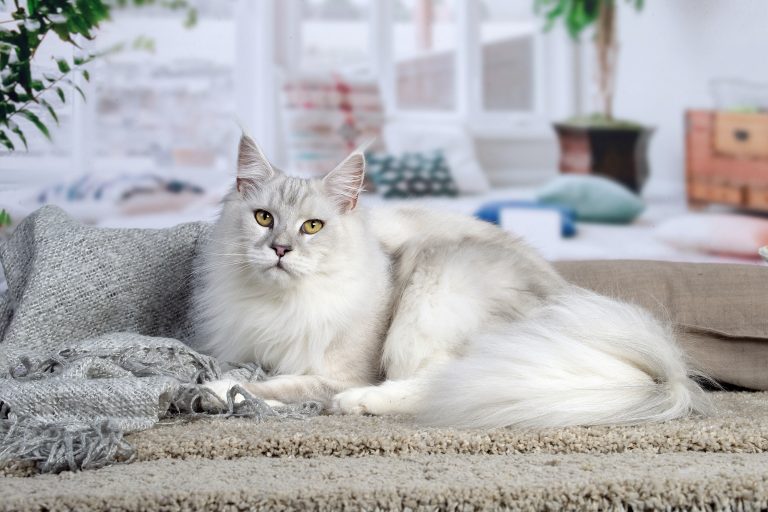 Un chat élégant sur un tapis. chatte blue silver shaded - Maycoonfolie's & Maine's Fairies Paris