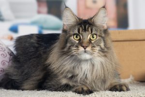 Photo d'une femelle Maine Coon Brown Ticked Tabby - Maycoonfolie's Paris