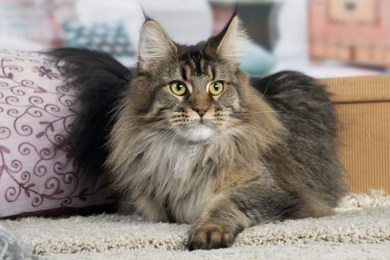 Photo d'une femelle Maine Coon Brown Ticked Tabby - Maycoonfolie's Paris