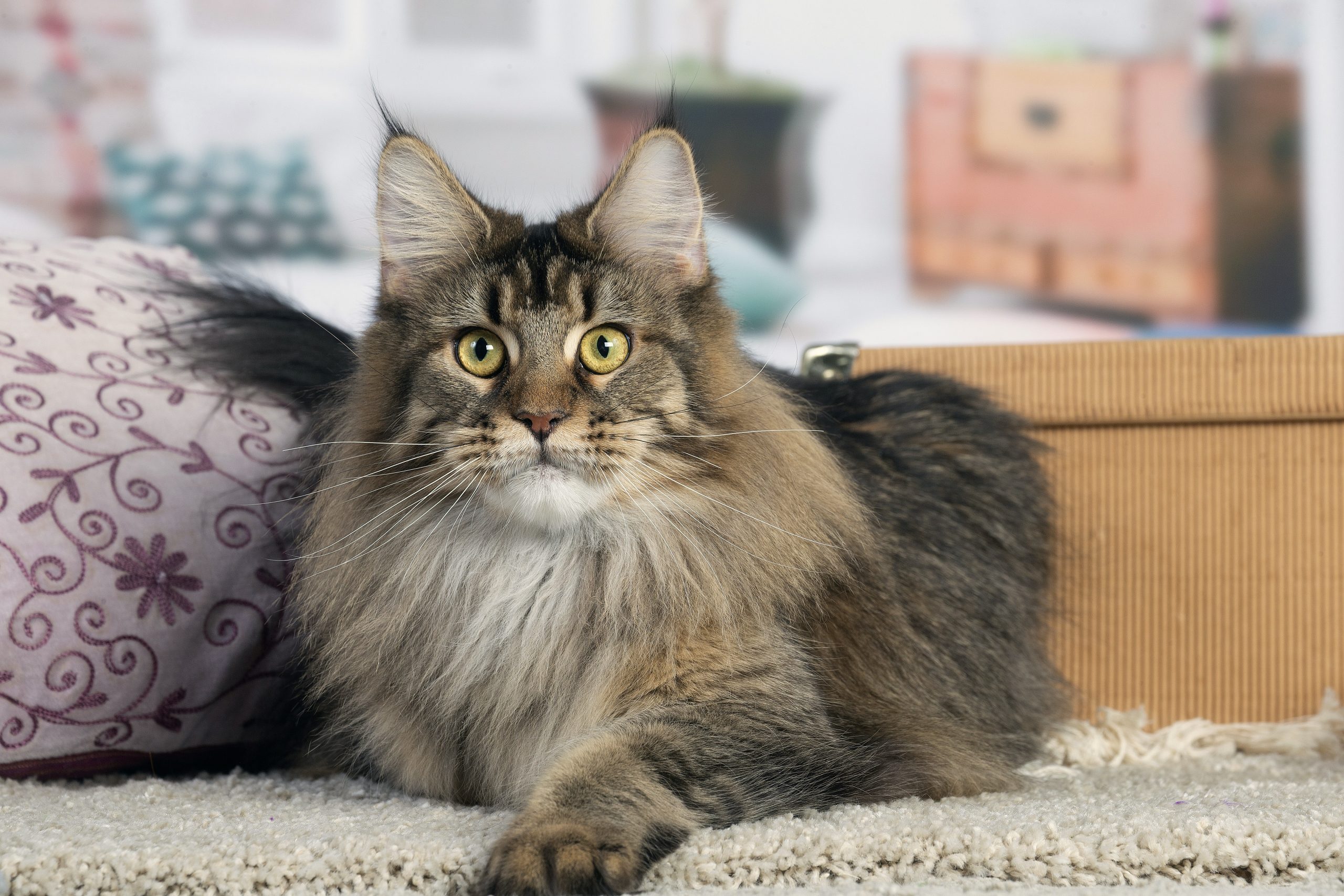 Photo d'une femelle Maine Coon Brown Ticked Tabby - Maycoonfolie's Paris