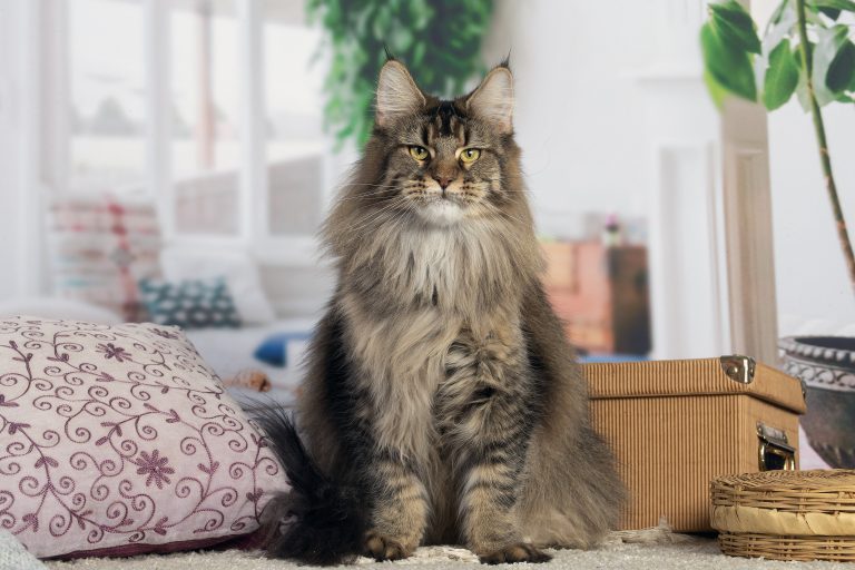 Photo d'une femelle Maine Coon Brown Ticked Tabby - Maycoonfolie's Paris