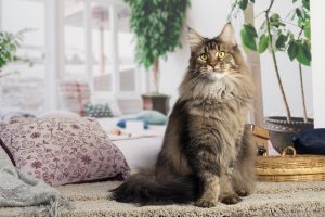 Photo d'une femelle Maine Coon Brown Ticked Tabby - Maycoonfolie's Paris