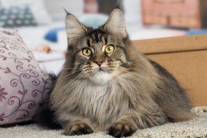 Photo d'une femelle Maine Coon Brown Ticked Tabby - Maycoonfolie's Paris