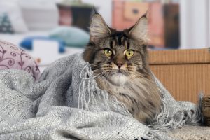 Photo d'une femelle Maine Coon Brown Ticked Tabby - Maycoonfolie's Paris