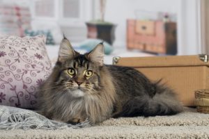 Photo d'une femelle Maine Coon Brown Ticked Tabby - Maycoonfolie's Paris