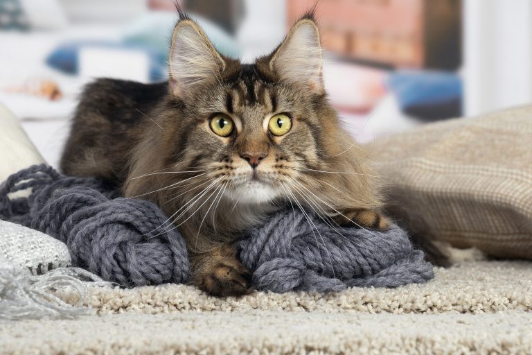 Photo d'une femelle Maine Coon Brown Ticked Tabby - Maycoonfolie's Paris