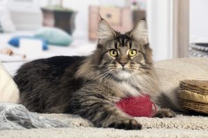 Photo d'une femelle Maine Coon Brown Ticked Tabby - Maycoonfolie's Paris