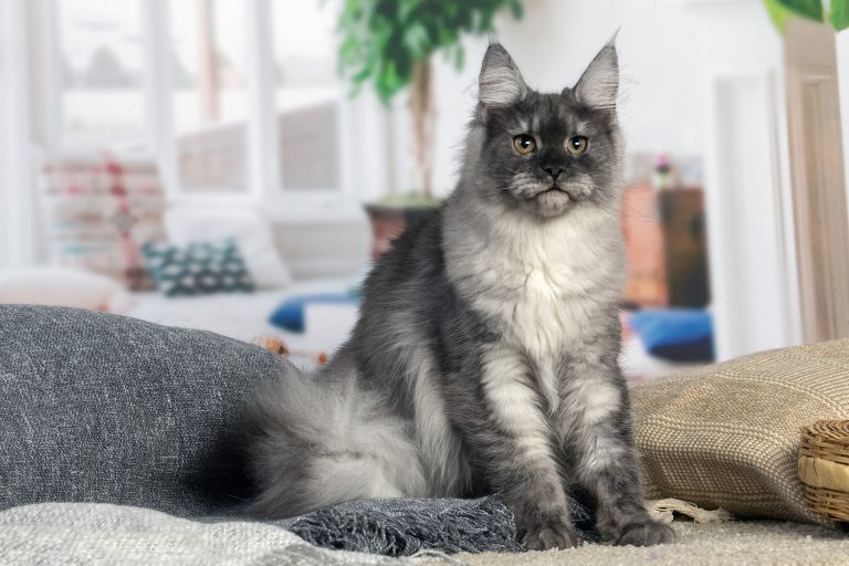 chatte maine coon black smoke - Maycoonfolie's & Maine's Fairies Paris