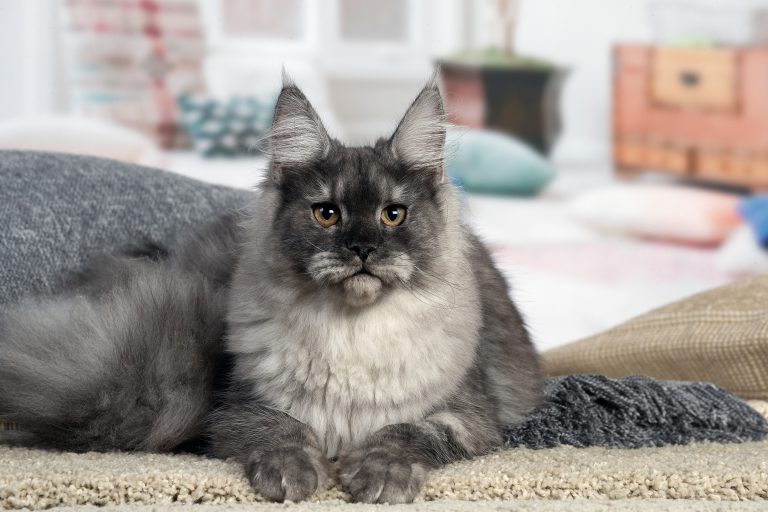 chatte maine coon black smoke - Maycoonfolie's & Maine's Fairies Paris